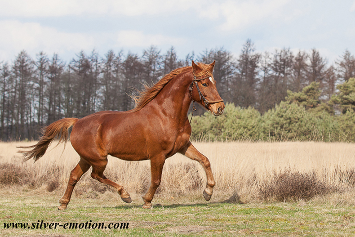 Equestrian Horse Photography @Silver Emotion